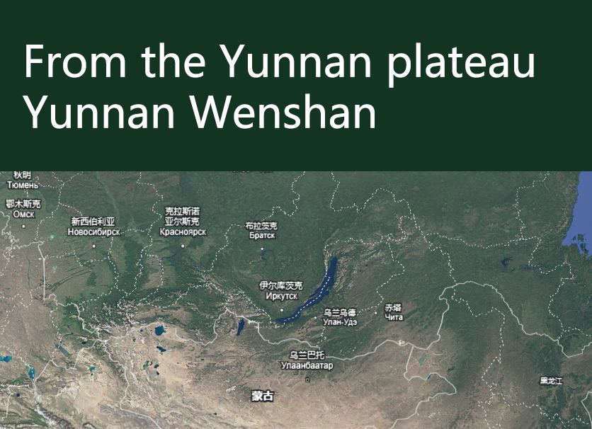 The unique charm of pure Wenshan Notoginseng, Wenshan Notoginseng