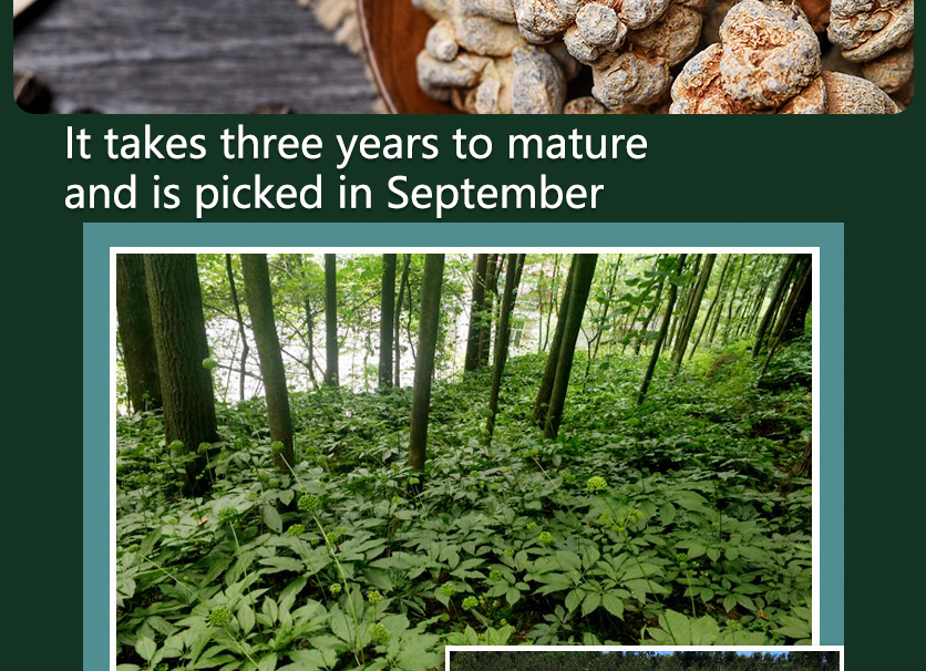 The unique charm of pure Wenshan Notoginseng, Wenshan Notoginseng